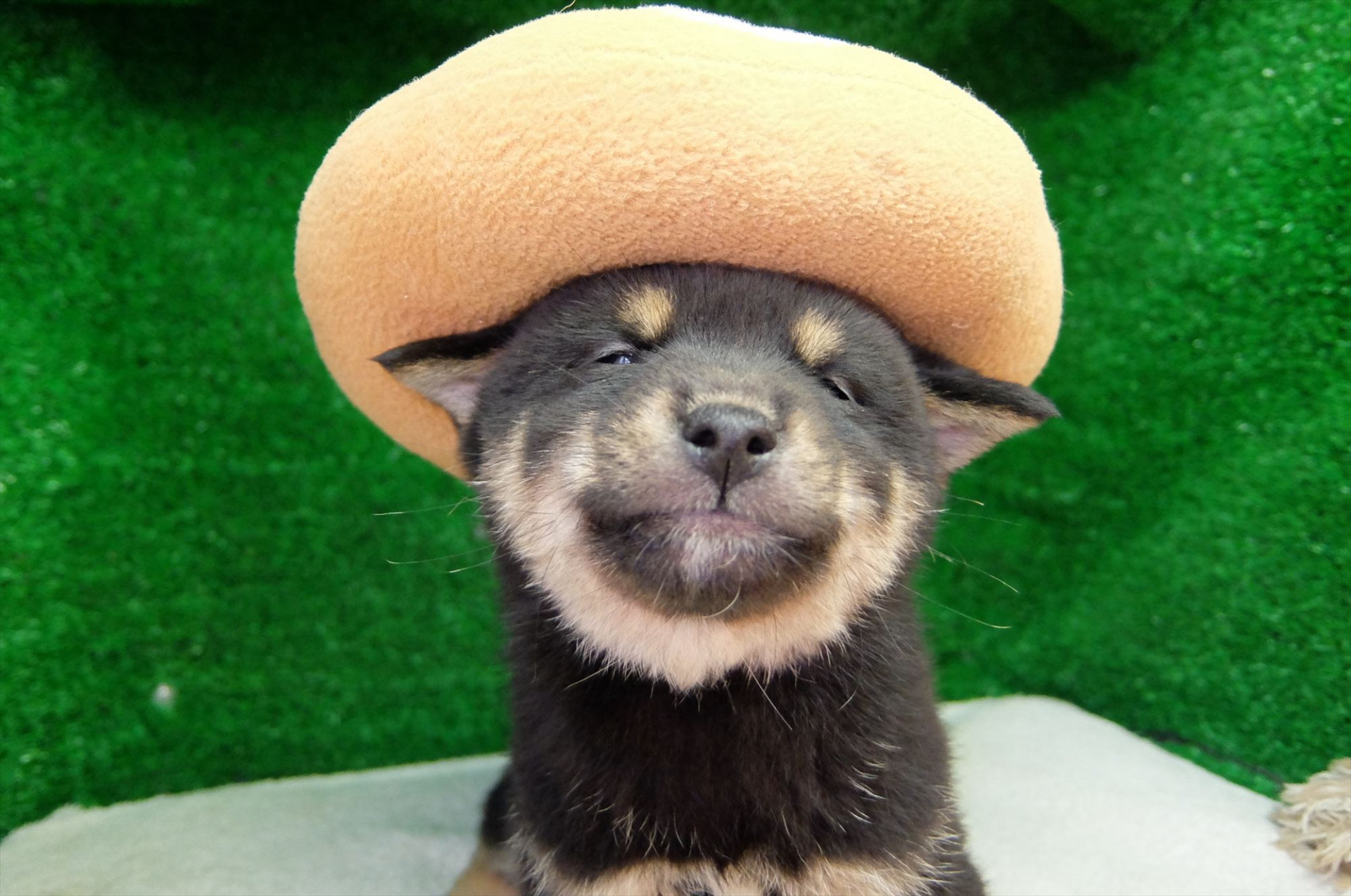 日本犬豆柴育成普及会 豆柴の里・摂州宝山荘