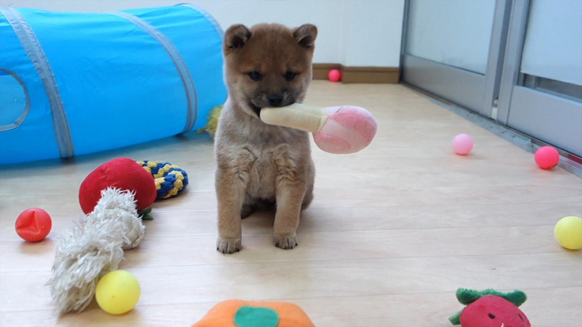 日本犬豆柴育成普及会 豆柴の里・摂州宝山荘
