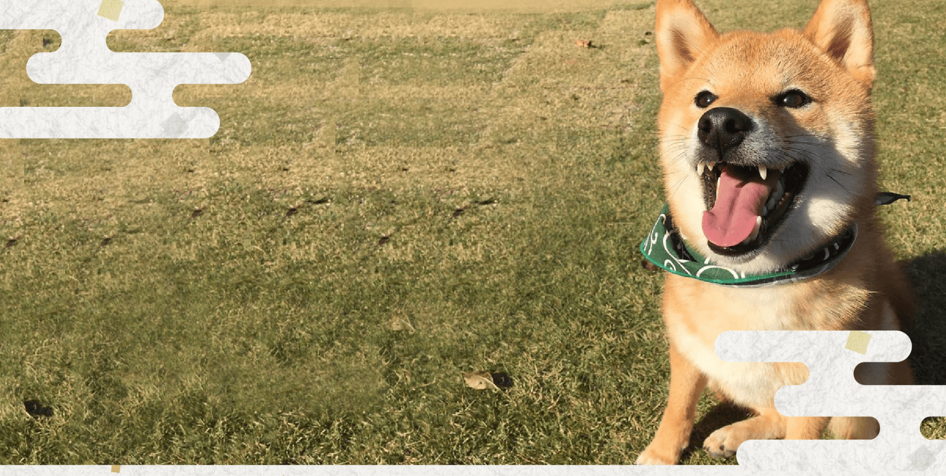 日本犬豆柴育成普及会 豆柴の里・摂州宝山荘