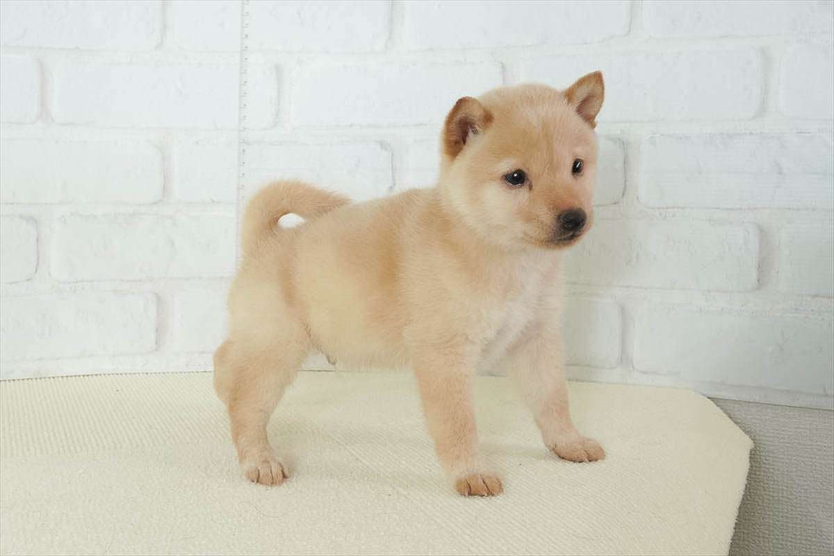 豆柴子犬2/4 男の子♂ 売約済