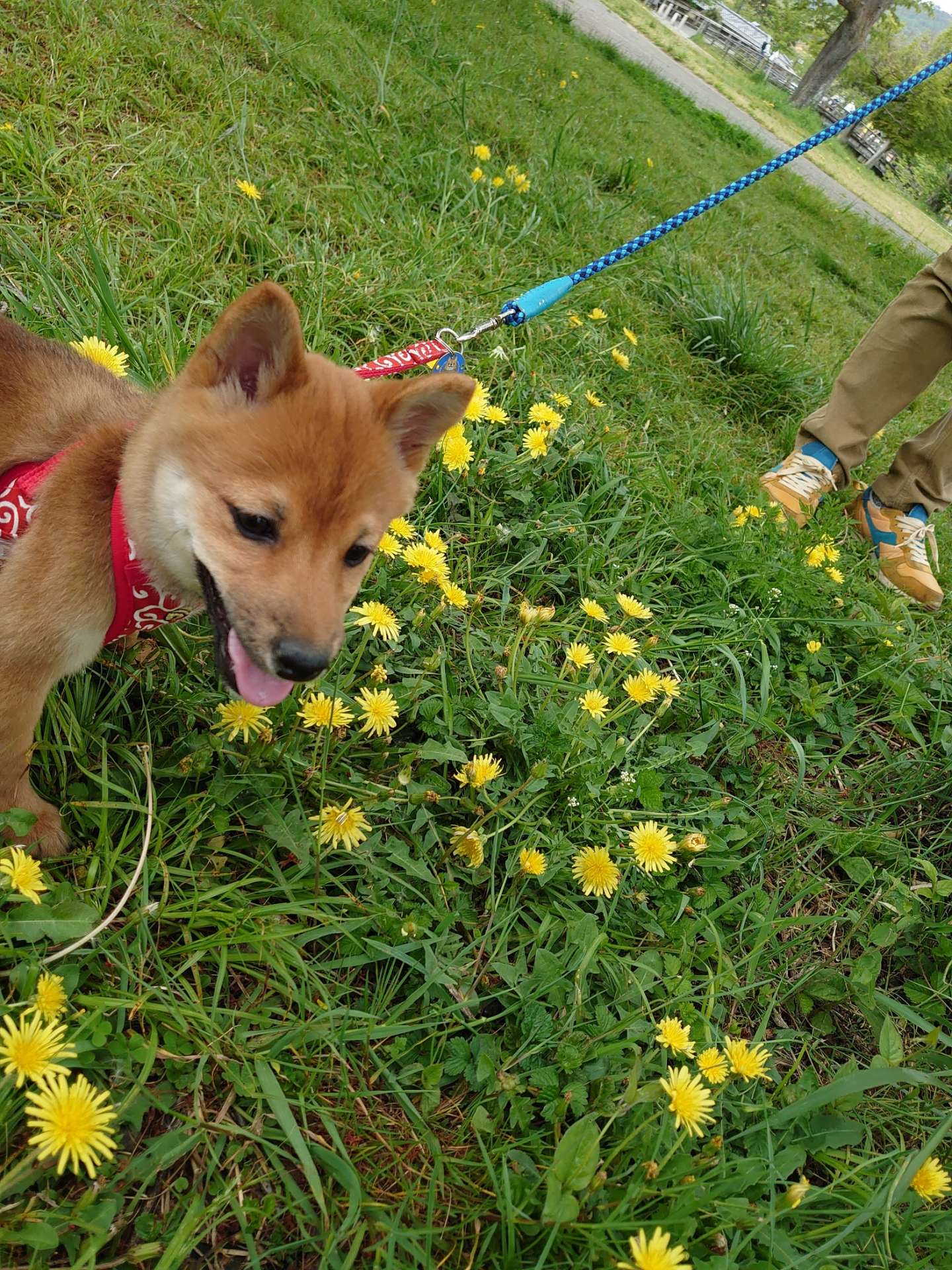 京都府 つくね君 オス