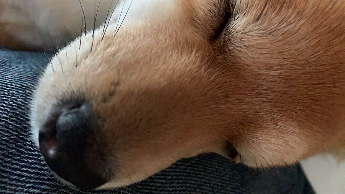 大阪 幸梅ちゃん メス