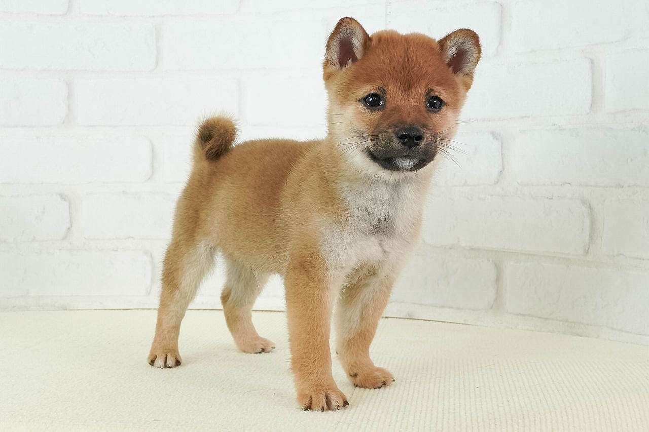 豆柴子犬 3/5 男の子♂1 売約済