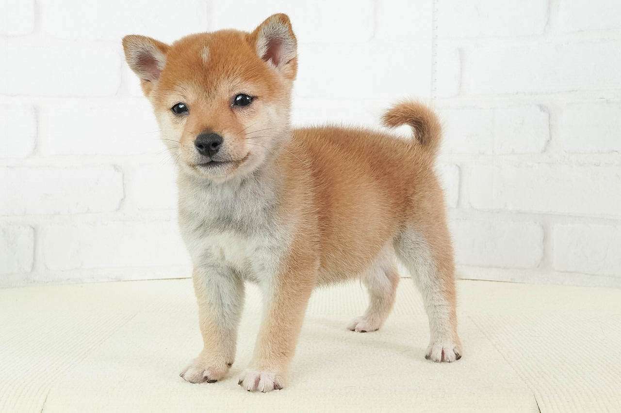 豆柴子犬 3/5 男の子♂2 売約済