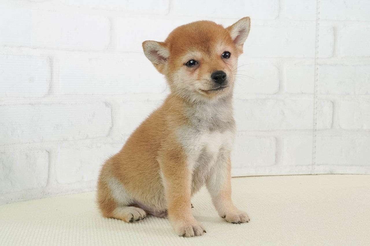 豆柴子犬 3/5 男の子♂3 売約済