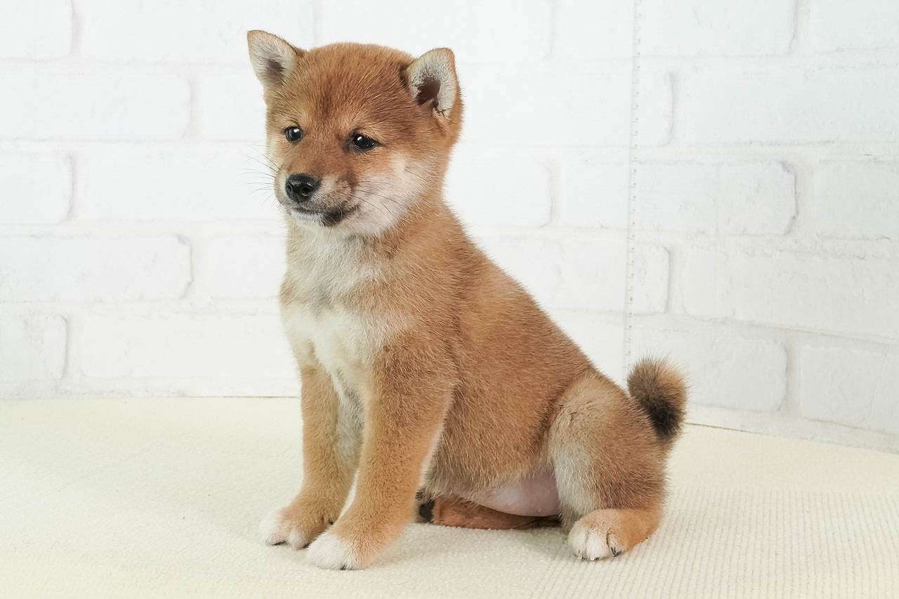 豆柴子犬 3/9 女の子♂売約済