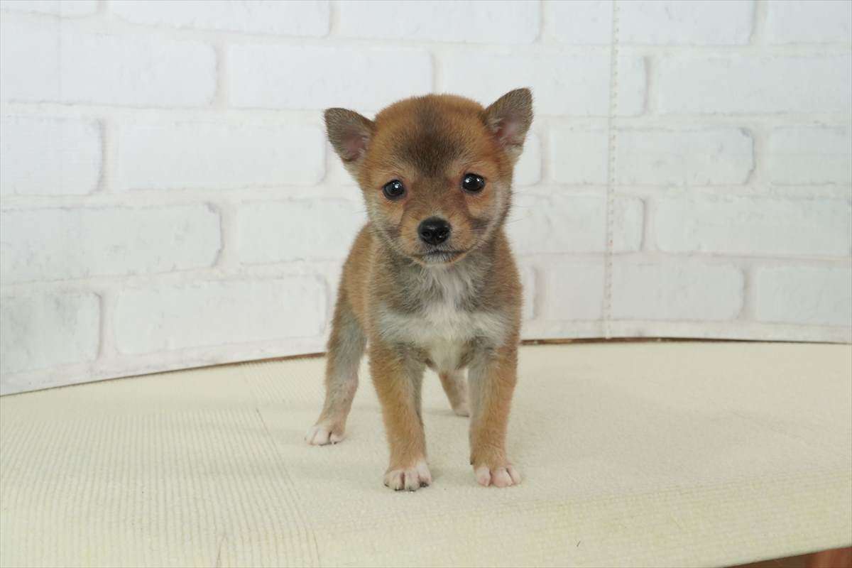 豆柴子犬 10/28 女の子♀1 売約済